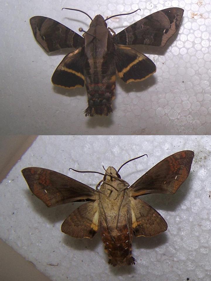 FIGURE 3a FIGURE 3a